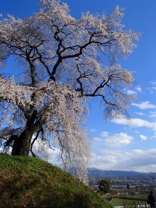 石塚桜 (2)