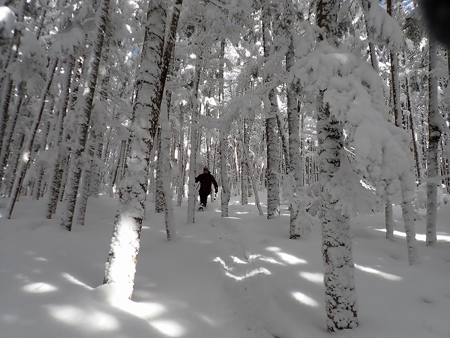 雪の森の中を颯爽と走る彼